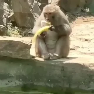 Monkey СТИКЕРЫ 👇 @ok_sticker_bot — 20