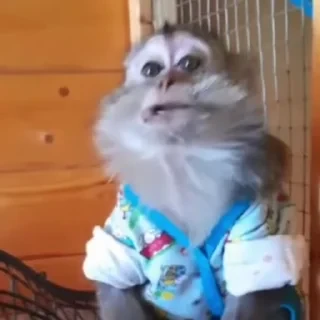 Monkey СТИКЕРЫ 👇 @ok_sticker_bot — 21