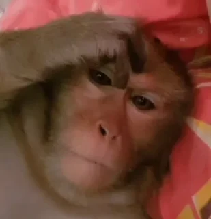 Monkey СТИКЕРЫ 👇 @ok_sticker_bot — 22