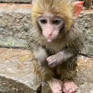 Monkey СТИКЕРЫ 👇 @ok_sticker_bot — 26