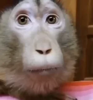 Monkey СТИКЕРЫ 👇 @ok_sticker_bot — 28
