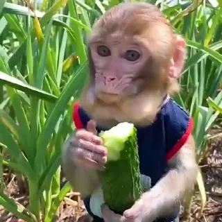 Monkey СТИКЕРЫ 👇 @ok_sticker_bot — 29
