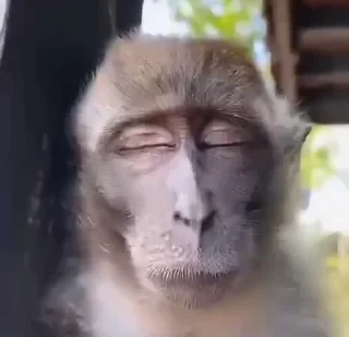 Monkey СТИКЕРЫ 👇 @ok_sticker_bot — 31