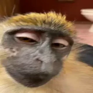 Monkey СТИКЕРЫ 👇 @ok_sticker_bot — 33