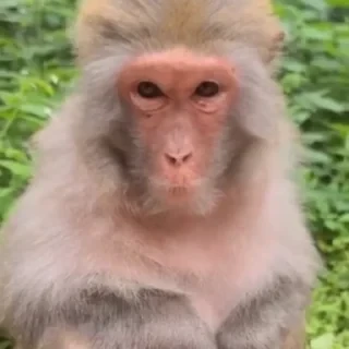 Monkey СТИКЕРЫ 👇 @ok_sticker_bot — 35