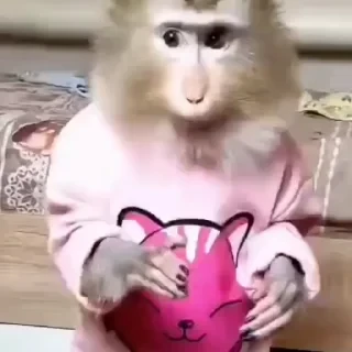 Monkey СТИКЕРЫ 👇 @ok_sticker_bot — 36