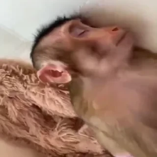 Monkey СТИКЕРЫ 👇 @ok_sticker_bot — 37