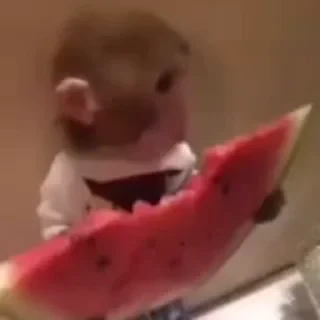 Monkey СТИКЕРЫ 👇 @ok_sticker_bot — 38