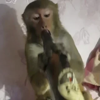 Monkey СТИКЕРЫ 👇 @ok_sticker_bot — 40