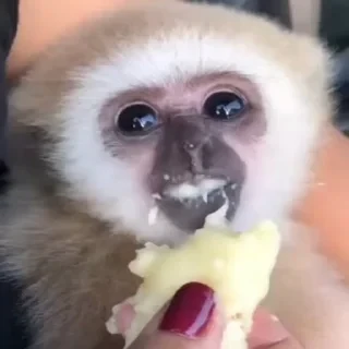 Monkey СТИКЕРЫ 👇 @ok_sticker_bot — 5