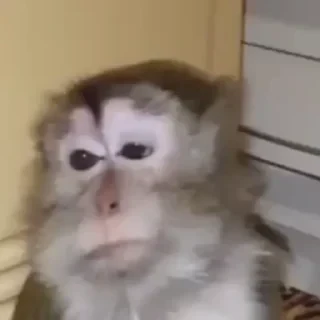 Monkey СТИКЕРЫ 👇 @ok_sticker_bot — 41