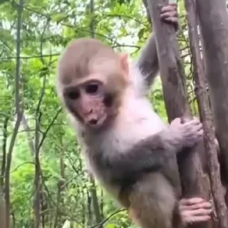 Monkey СТИКЕРЫ 👇 @ok_sticker_bot — 42