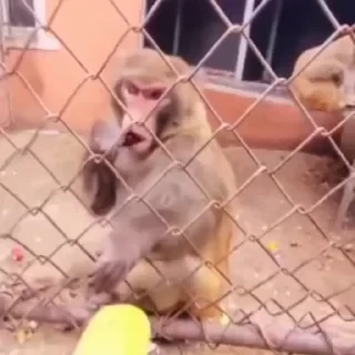 Monkey СТИКЕРЫ 👇 @ok_sticker_bot — 43