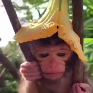 Monkey СТИКЕРЫ 👇 @ok_sticker_bot — 47