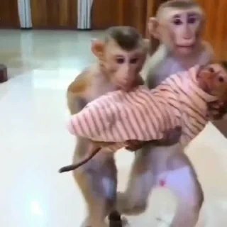 Monkey СТИКЕРЫ 👇 @ok_sticker_bot — 49