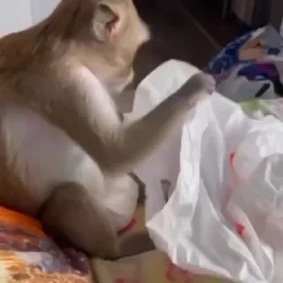 Monkey СТИКЕРЫ 👇 @ok_sticker_bot — 6