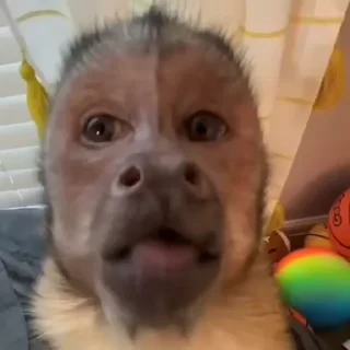 Monkey СТИКЕРЫ 👇 @ok_sticker_bot — 7