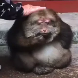 Monkey СТИКЕРЫ 👇 @ok_sticker_bot — 9
