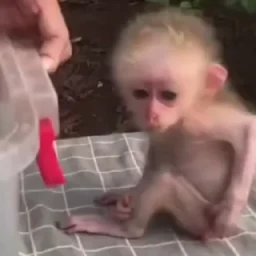 Monkey СТИКЕРЫ 👇 @ok_sticker_bot