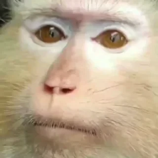 monkeys 2 by СТИКЕРЫ 👇 @ok_sticker_bot — 2