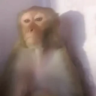 monkeys 2 by СТИКЕРЫ 👇 @ok_sticker_bot — 13
