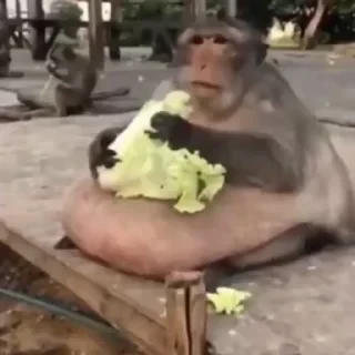 monkeys 2 by СТИКЕРЫ 👇 @ok_sticker_bot — 14