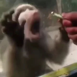 monkeys 2 by СТИКЕРЫ 👇 @ok_sticker_bot — 18