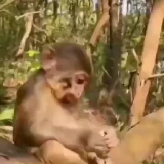 monkeys 2 by СТИКЕРЫ 👇 @ok_sticker_bot — 21