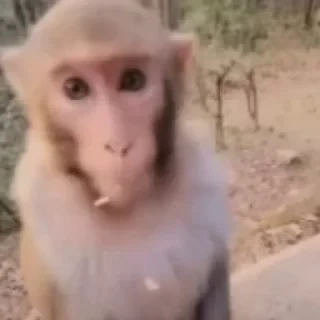 monkeys 2 by СТИКЕРЫ 👇 @ok_sticker_bot — 23