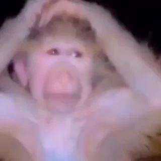monkeys 2 by СТИКЕРЫ 👇 @ok_sticker_bot — 24