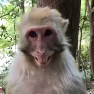 monkeys 2 by СТИКЕРЫ 👇 @ok_sticker_bot — 26