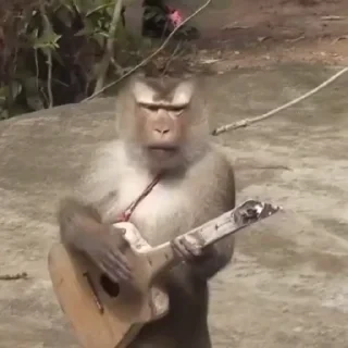 monkeys 2 by СТИКЕРЫ 👇 @ok_sticker_bot — 29