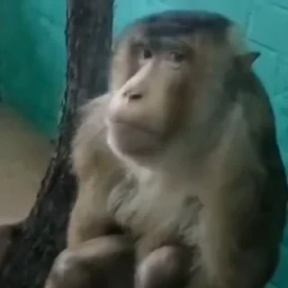 monkeys 2 by СТИКЕРЫ 👇 @ok_sticker_bot — 33