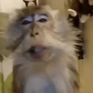 monkeys 2 by СТИКЕРЫ 👇 @ok_sticker_bot — 36
