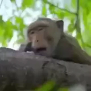 monkeys 2 by СТИКЕРЫ 👇 @ok_sticker_bot — 41