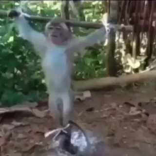monkeys 2 by СТИКЕРЫ 👇 @ok_sticker_bot — 46