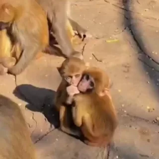 monkeys 2 by СТИКЕРЫ 👇 @ok_sticker_bot — 49