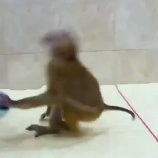 monkeys 2 by СТИКЕРЫ 👇 @ok_sticker_bot — 8