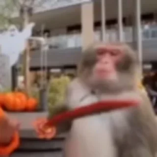 monkeys 2 by СТИКЕРЫ 👇 @ok_sticker_bot — 12
