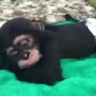 monkeys 2 by СТИКЕРЫ 👇 @ok_sticker_bot — 15