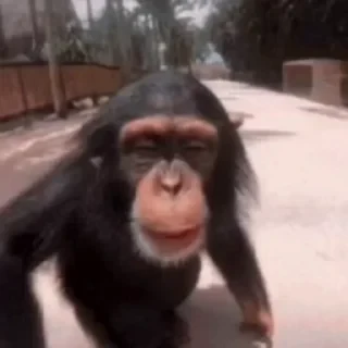 monkeys 2 by СТИКЕРЫ 👇 @ok_sticker_bot — 16