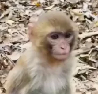 monkeys 2 by СТИКЕРЫ 👇 @ok_sticker_bot — 17