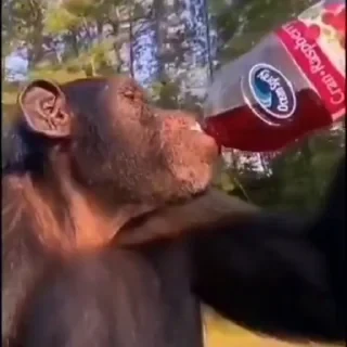 monkeys 2 by СТИКЕРЫ 👇 @ok_sticker_bot — 19