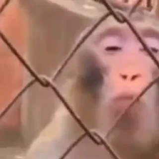 monkeys 2 by СТИКЕРЫ 👇 @ok_sticker_bot — 20