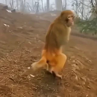 monkeys 2 by СТИКЕРЫ 👇 @ok_sticker_bot — 22