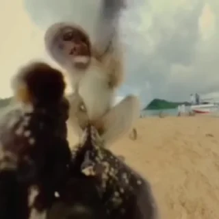 monkeys 2 by СТИКЕРЫ 👇 @ok_sticker_bot — 25