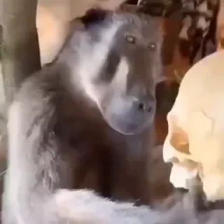 monkeys 2 by СТИКЕРЫ 👇 @ok_sticker_bot — 27