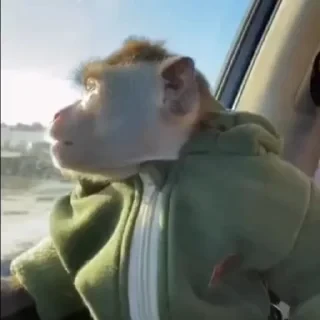 monkeys 2 by СТИКЕРЫ 👇 @ok_sticker_bot — 31