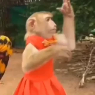 monkeys 2 by СТИКЕРЫ 👇 @ok_sticker_bot — 34