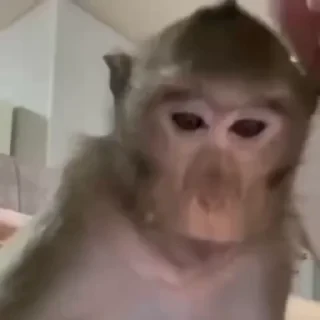 monkeys 2 by СТИКЕРЫ 👇 @ok_sticker_bot — 35
